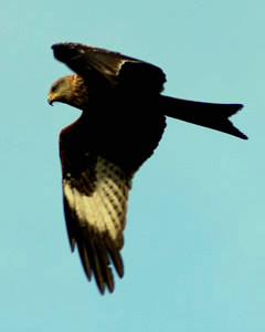 Red Kite overhead Dec 2012